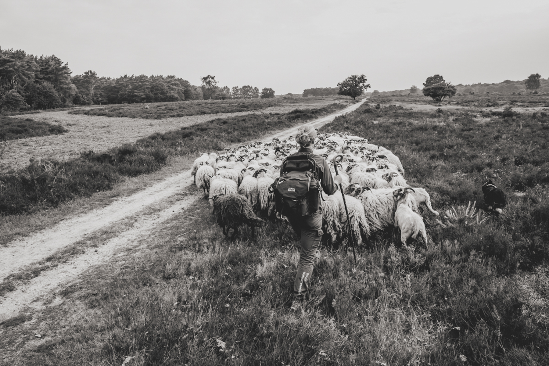 Schaapsherder Rianne van het Goois Natuur Reservaat